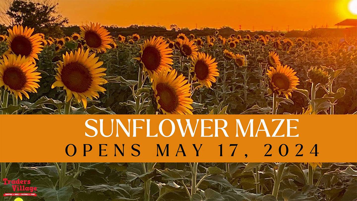 Sunflower Field Maze at Trader's Village 2024