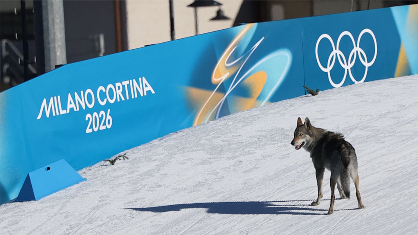 A dog  surveys the slope after trotting onto the course Wednesday.